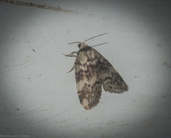 Thallarcha leptographa