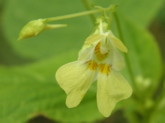 Impatiens parviflora