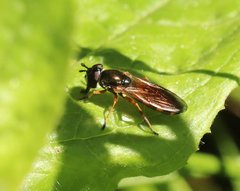 Pyrophaena granditarsis