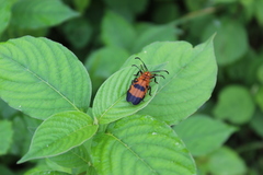 Calopteron reticulatum