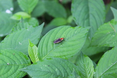 Pseudomops interceptus