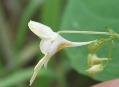Impatiens parviflora