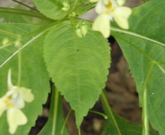Impatiens parviflora