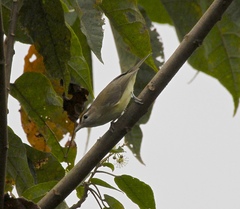 Vireo leucophrys