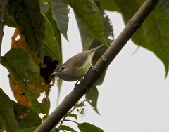 Vireo leucophrys