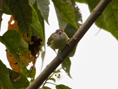Vireo leucophrys