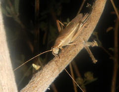 Tamborina