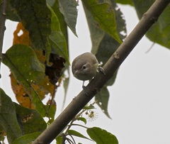 Vireo leucophrys