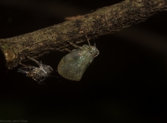 Cotylana angustifrons