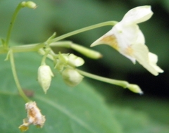 Impatiens parviflora