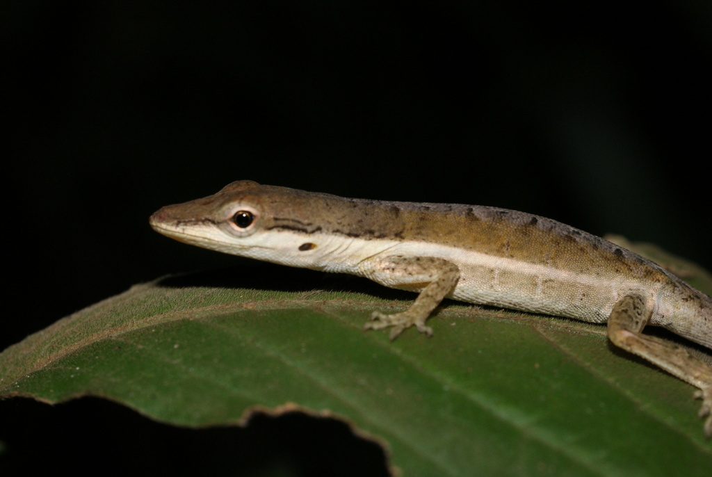 Puerto Rican Bush Anole