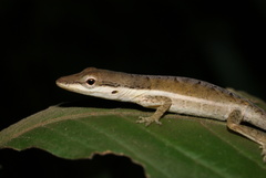 Anolis pulchellus