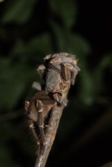 Cyrtopholis portoricae