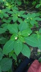 Impatiens parviflora