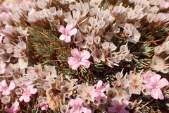 Acantholimon