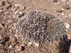 Acantholimon
