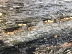 Auricularia mesenterica