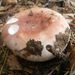 菱紅菇 - Photo 由 karsten_s 所上傳的 (c) karsten_s，保留部份權利CC BY