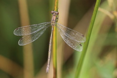 Lestes sponsa