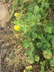 Medicago lupulina