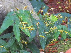 Epimedium