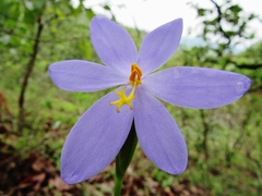Tigridia coerulea