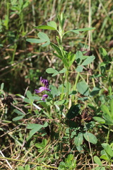 Medicago sativa sativa