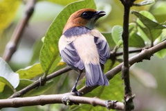 Stilpnia peruviana