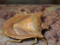 Lelia decempunctata