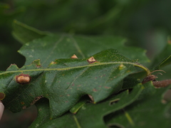 Janetia cerris