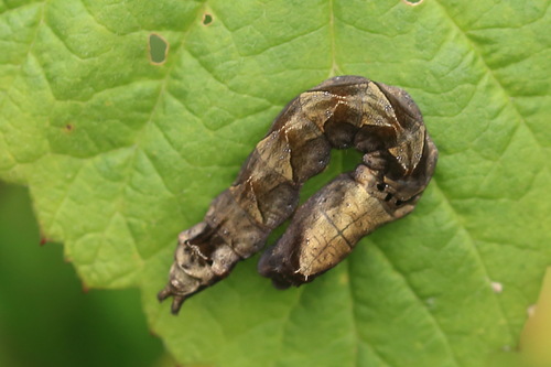 Peach Blossom Moth