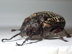 Polyphylla laticollis