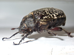Polyphylla laticollis