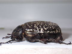 Polyphylla laticollis