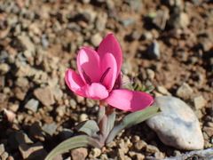 Hesperantha humilis