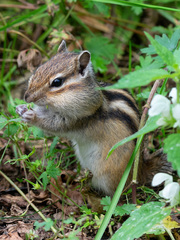 Eutamias sibiricus