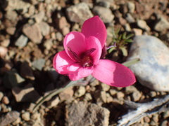 Hesperantha humilis