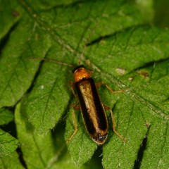 Rhagonycha
