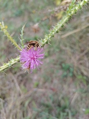 Halictus scabiosae