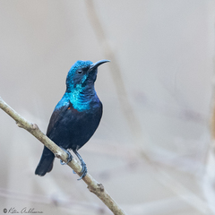 Cinnyris asiaticus