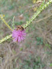 Halictus scabiosae