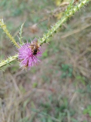 Halictus scabiosae