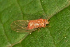 Cacopsylla rara