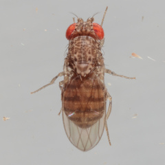 Drosophila repleta