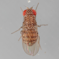 Drosophila repleta