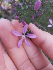 Philotheca salsolifolia