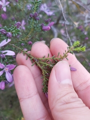 Philotheca salsolifolia