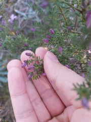 Philotheca salsolifolia