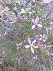 Philotheca salsolifolia