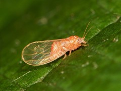 Cacopsylla rara